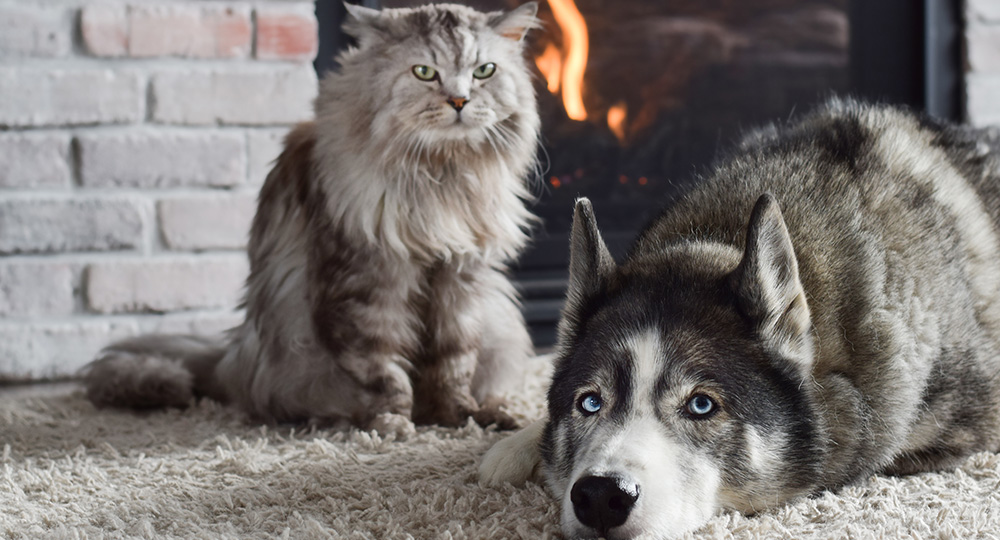 暖炉の前で寝そべる犬と猫