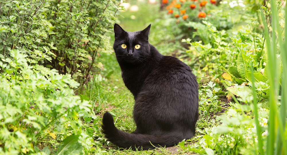 植物の中で振り返る黒猫